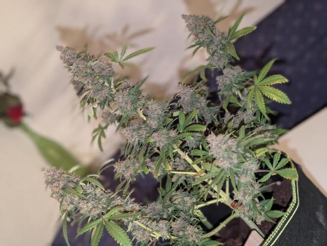 RED GORILLA 🦍 Girl XL Auto. Week 13