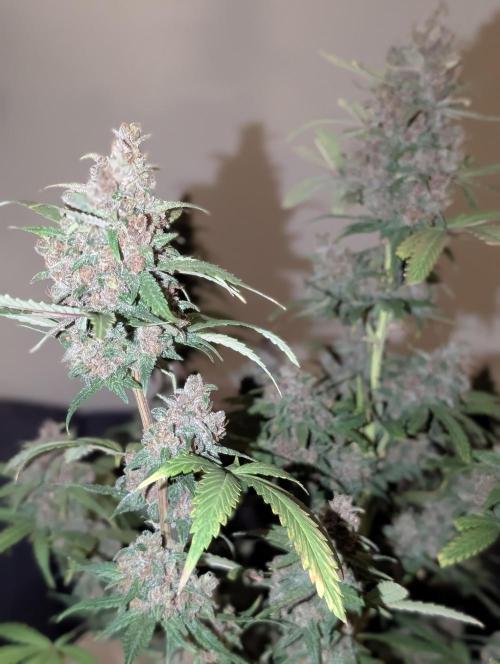 RED GORILLA 🦍 Girl XL Auto. Week 13