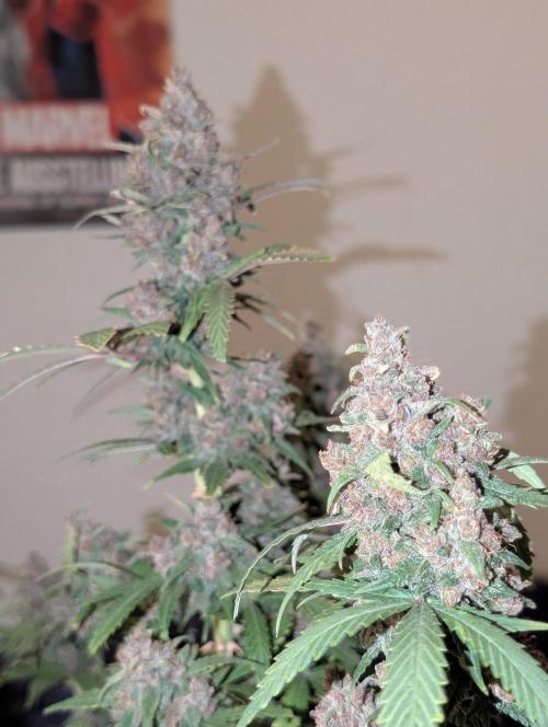 RED GORILLA 🦍 Girl XL Auto. Week 13