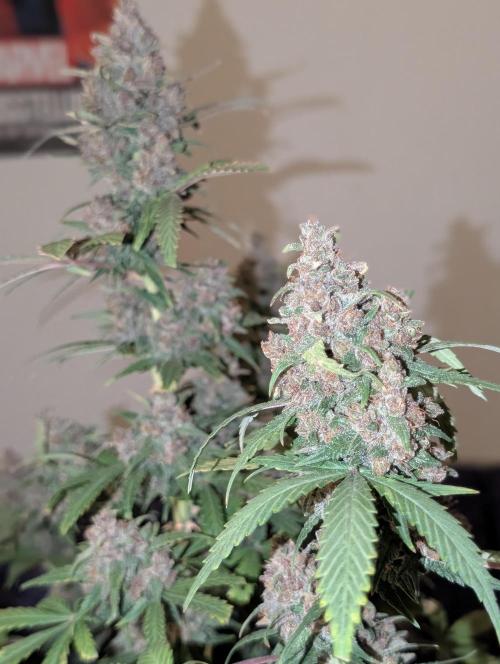 RED GORILLA 🦍 Girl XL Auto. Week 13