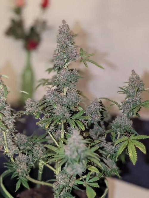 RED GORILLA 🦍 Girl XL Auto. Week 13