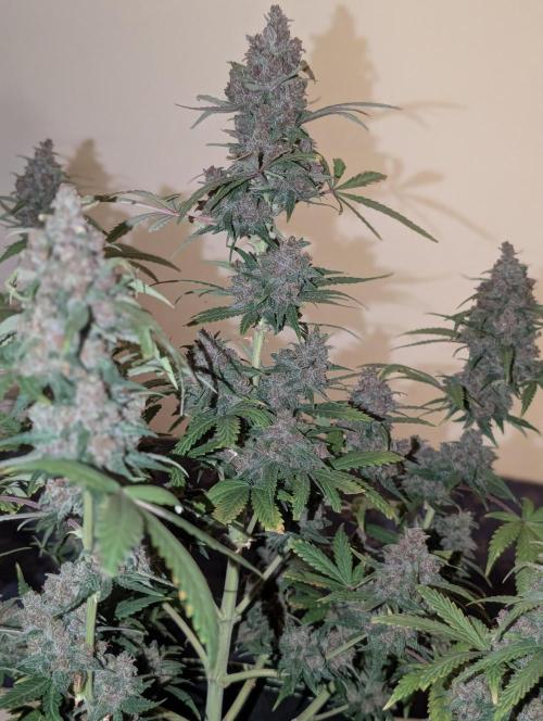 RED GORILLA 🦍 Girl XL Auto. Week 13