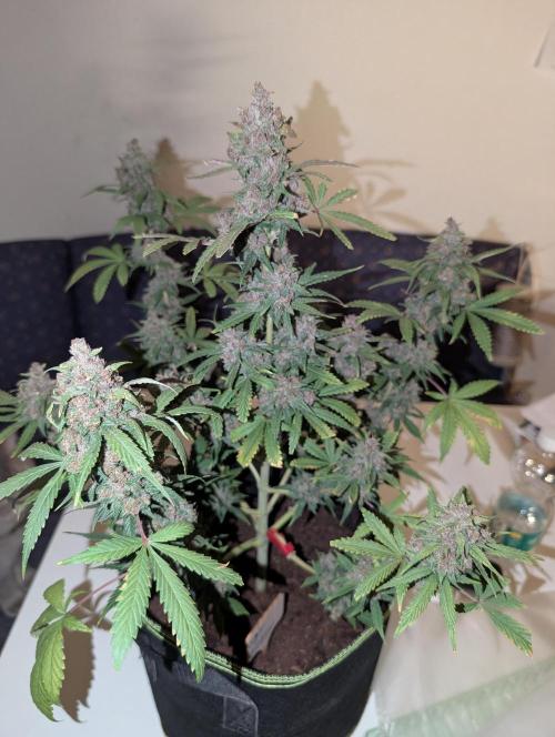 RED GORILLA 🦍 Girl XL Auto. Week 13