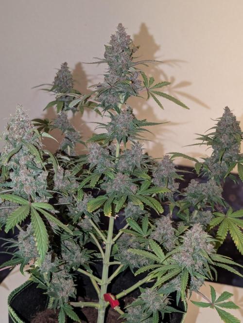 RED GORILLA 🦍 Girl XL Auto. Week 13