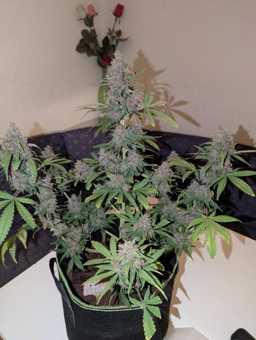 RED GORILLA 🦍 Girl XL Auto. Week 13