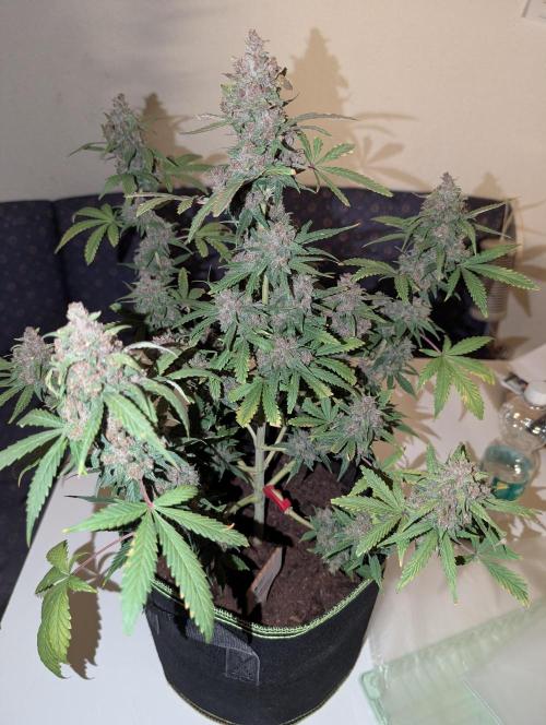 RED GORILLA 🦍 Girl XL Auto. Week 13
