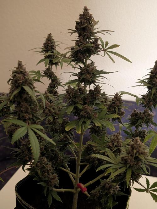 Gorilla Girl XL Auto. Week 13