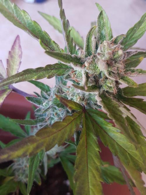 Outdoor. Week 7