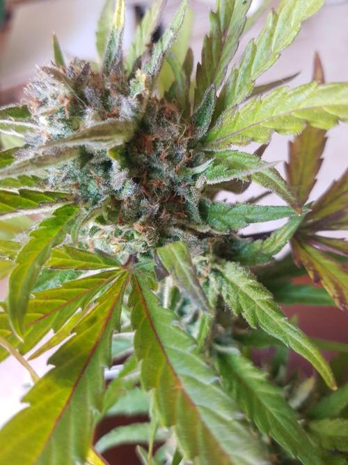 Outdoor. Week 7