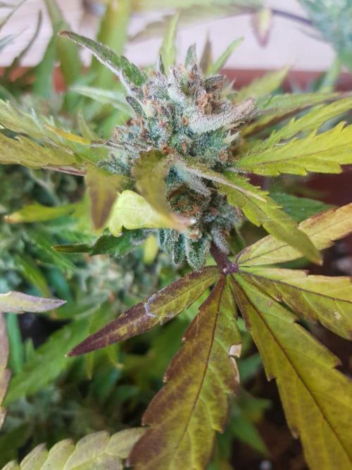 Outdoor. Week 7