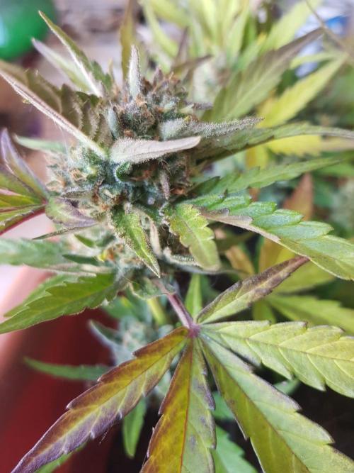 Outdoor. Week 7