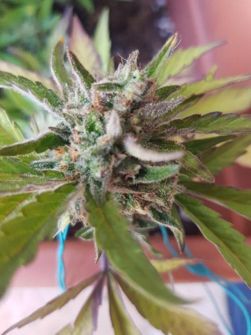 Outdoor. Week 7