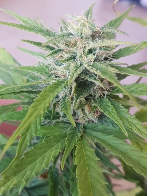 Outdoor. Week 7