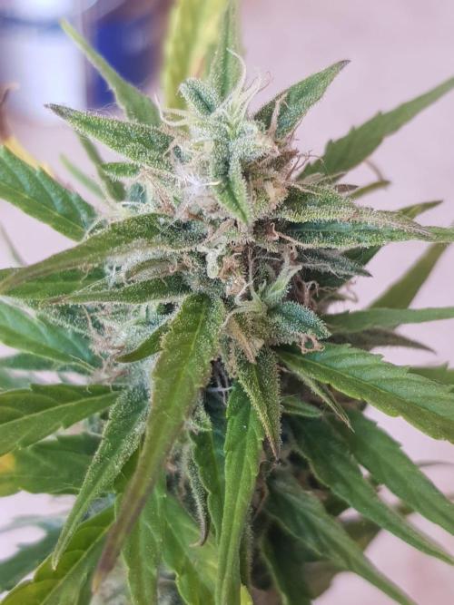 Outdoor. Week 7