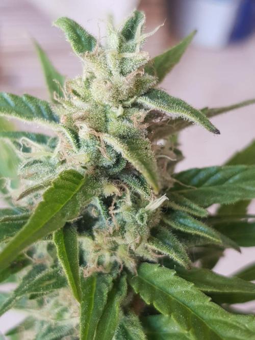 Outdoor. Week 7