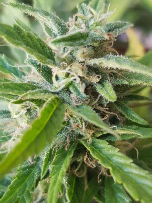 Auto Blueberry Banana. Week 7