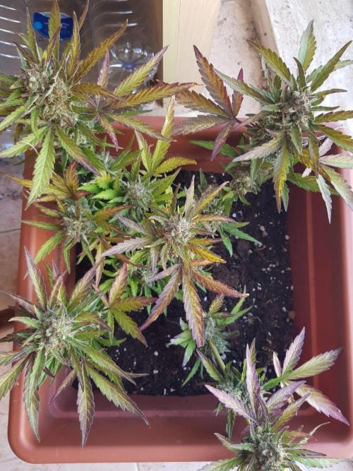 Outdoor. Week 8