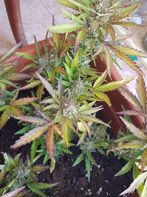 Outdoor. Week 8