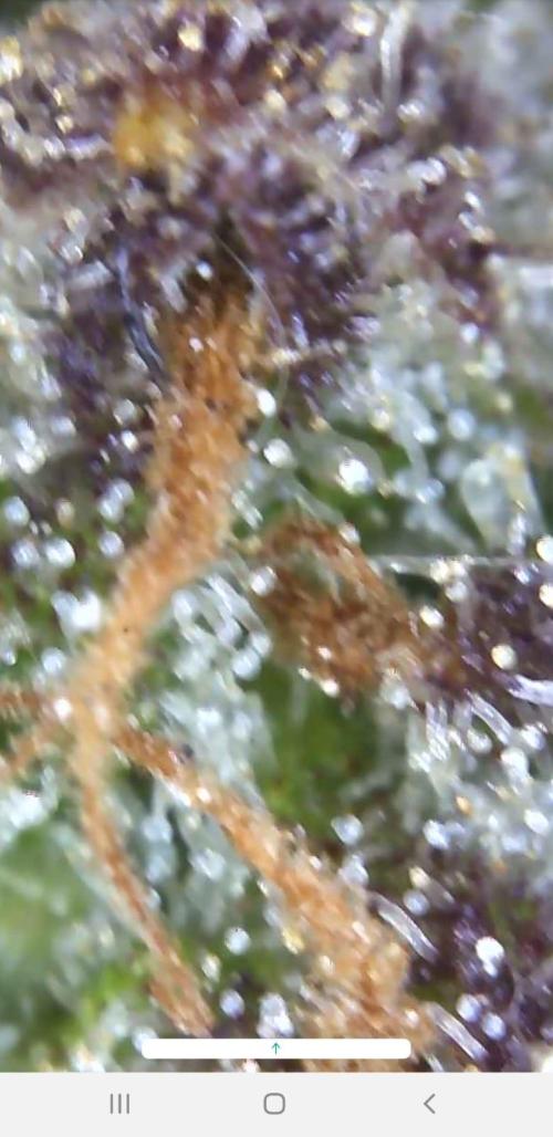 Auto Blueberry Banana. Week 8