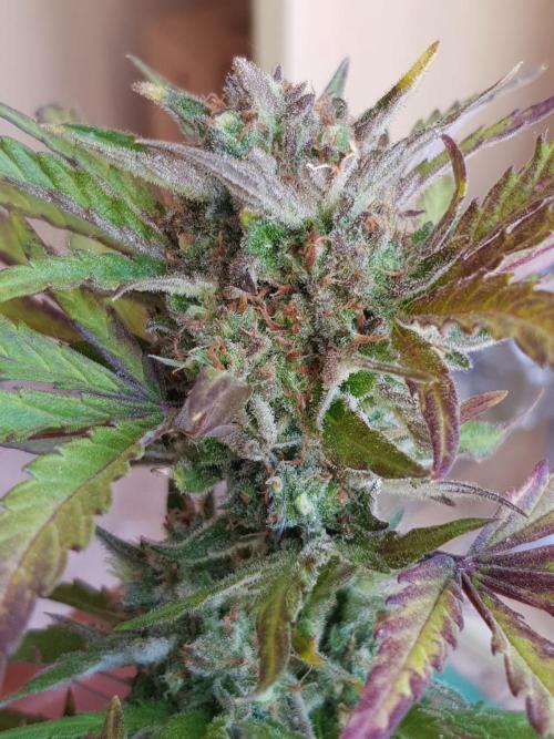 Outdoor. Week 9