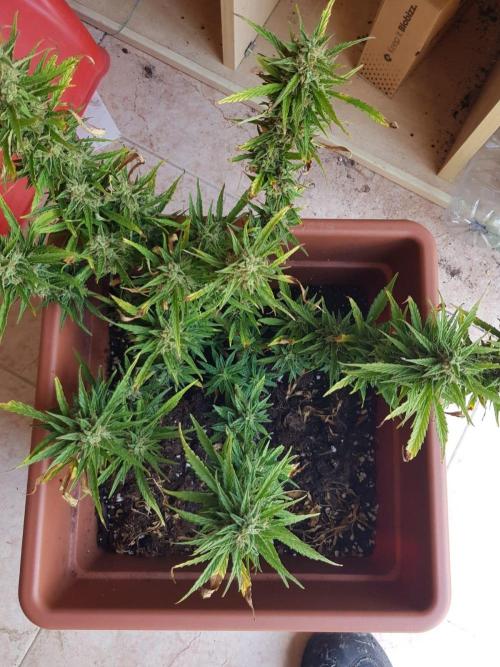 Ganja Farmer Outdoor die 1.. Week 13 - sie hatte nur schlechtes Wetter die letzten zwei Wochen waren nur gut sonst nur Regen Vögel aber