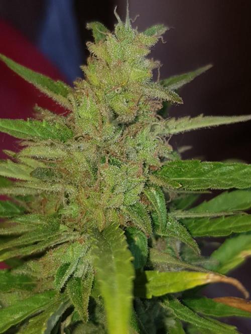 Ganja Farmer Outdoor die 1.. Week 13 - gut dennoch Performance gezeigt 