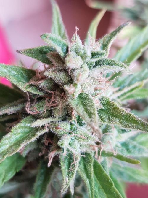 Ganja Farmer Outdoor die 1.. Week 13 - wunderschöne buds für Outdoor 