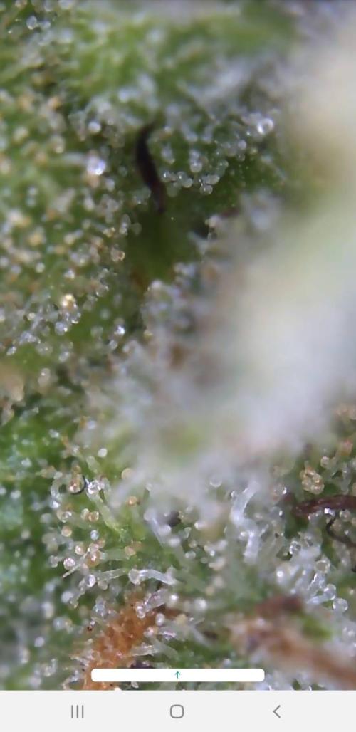 Ganja Farmer Outdoor die 1.. Week 13