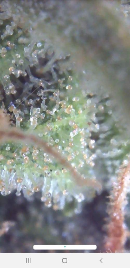 Ganja Farmer Outdoor die 1.. Week 13 - noch maximal eine Woche 