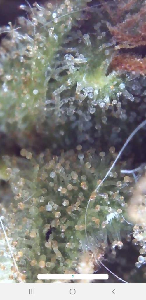 Ganja Farmer Outdoor die 1.. Week 13 - hier schon sehr gut 