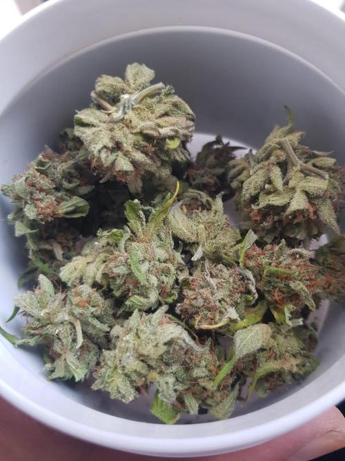 Auto Blueberry Banana. Week 9