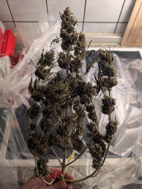 RED GORILLA 🦍 Girl XL Auto. Week 13 - nach 14 Tagen 