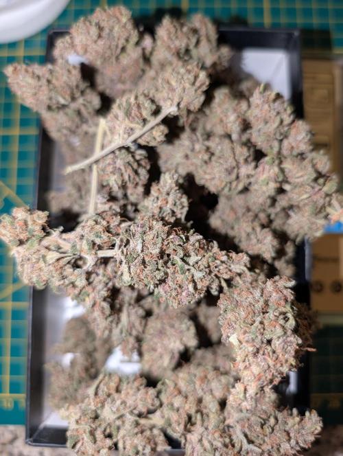 RED GORILLA 🦍 Girl XL Auto. Week 13 - nach 4h trimmen sehr gute harte buds die Terpene ein Segen aber gassy und erdig 