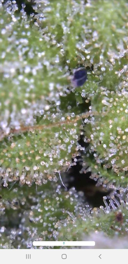 Ganja Farmer Outdoor die 1.. Week 14