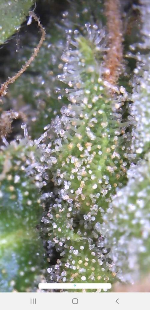 Ganja Farmer Outdoor die 1.. Week 14