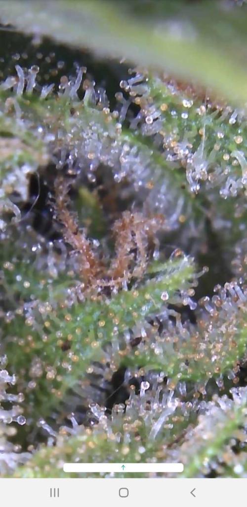Ganja Farmer Outdoor die 1.. Week 14