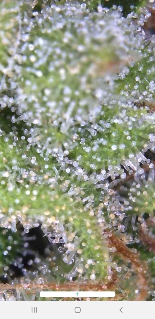 Ganja Farmer Outdoor die 1.. Week 14