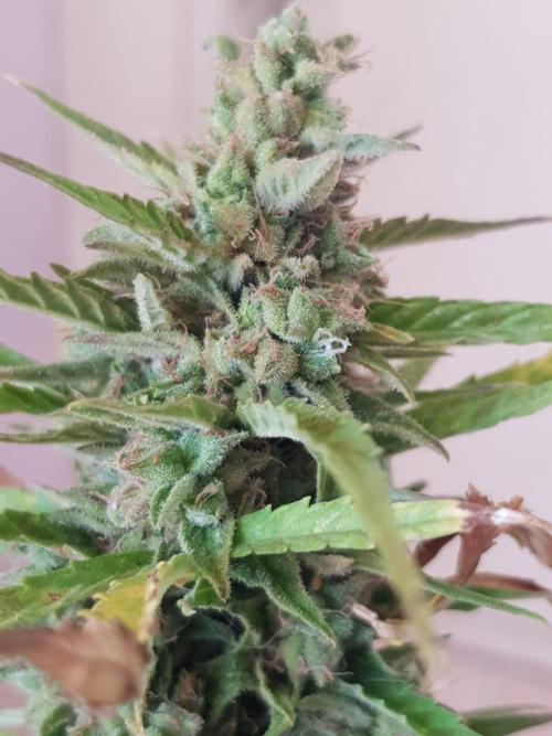 Ganja Farmer Outdoor die 1.. Week 14
