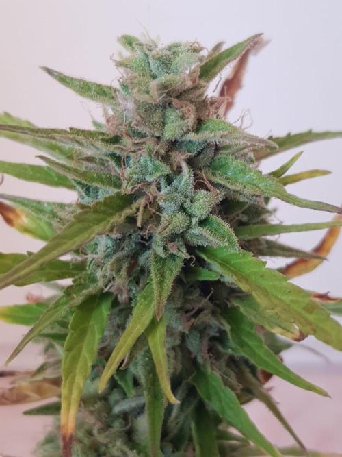 Ganja Farmer Outdoor die 1.. Week 14