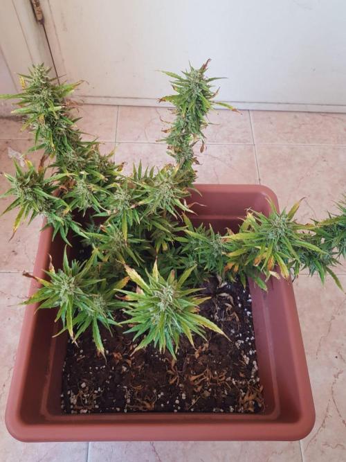 Apricot Gorilla Auto. Week 14