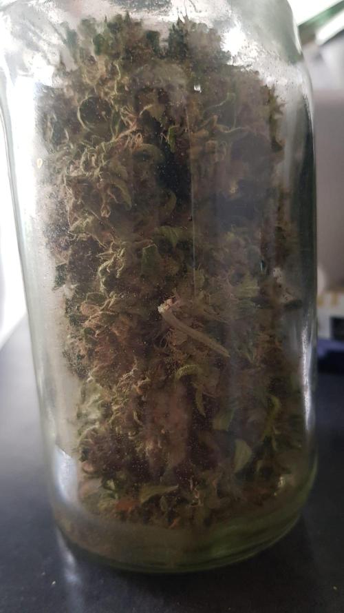 Ganja Farmer Outdoor die 1.. Week 15