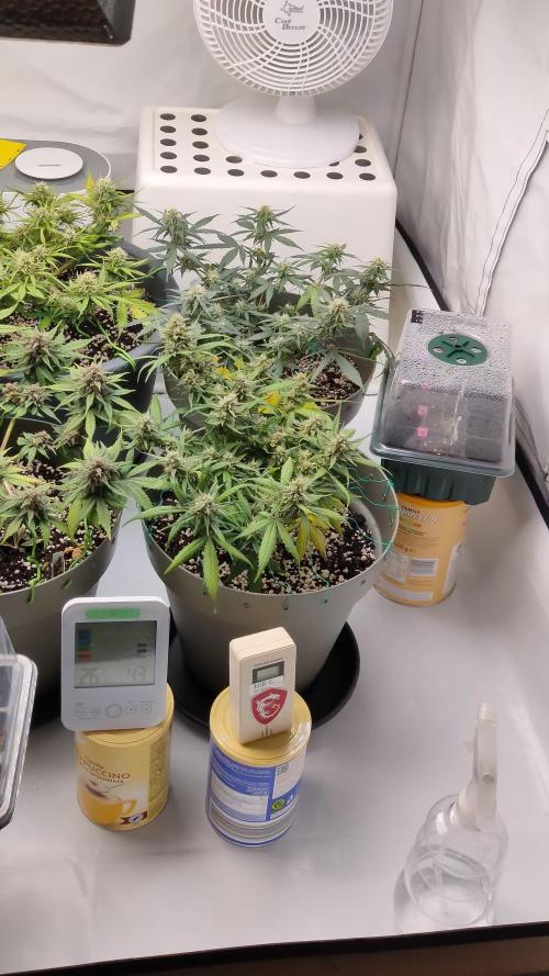 5*Autos from Fastbuds and 1 Zamnesia