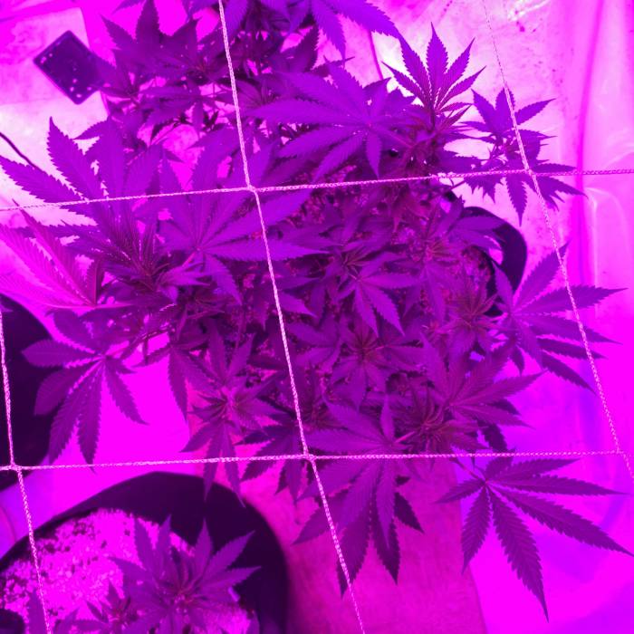 Super Skunk Flower. Week 1