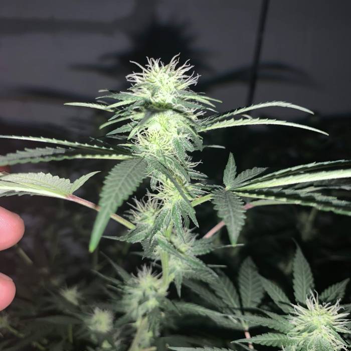 Super Skunk Flower. Week 2