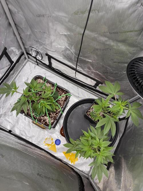 MannyT Mountaintop Mint Cut. Week 3
