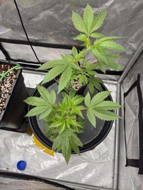MannyT Mountaintop Mint Cut. Week 2 - very nice development