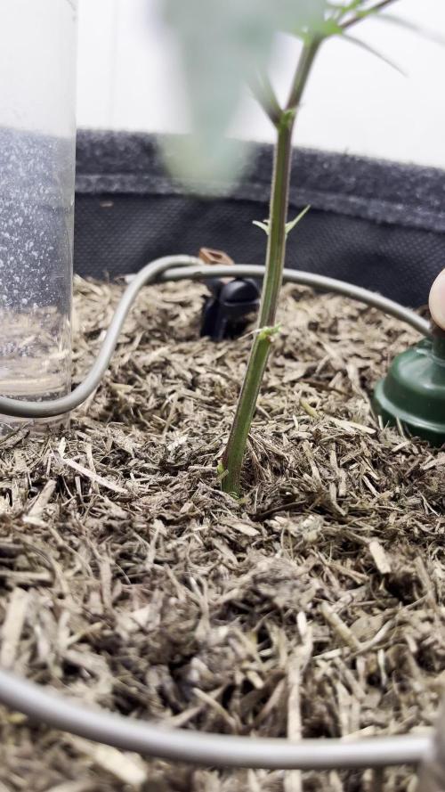 Moisture Matters - Middle Pot (Moist)