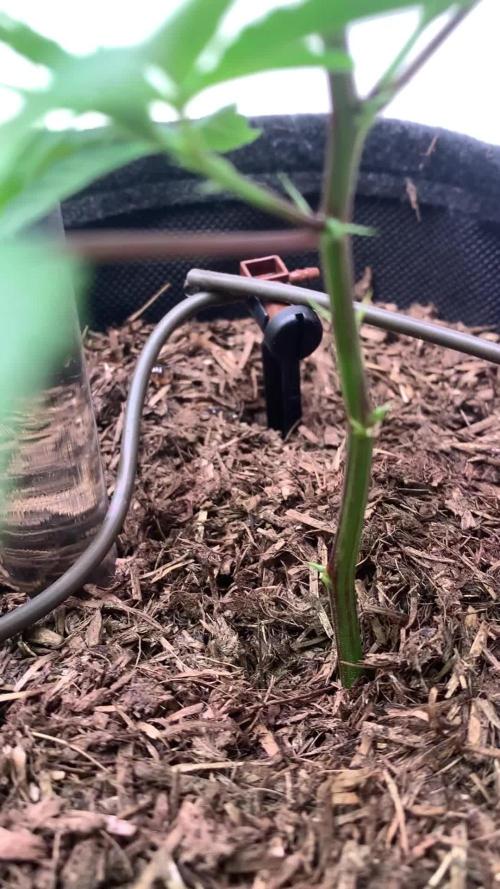 Moisture Matters - Right Pot (Wet)