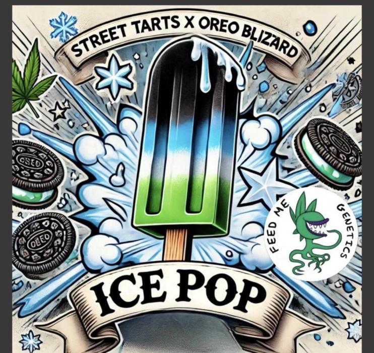 Grow Buddies - Ice Pop. Week 0 - https://feed-me-genetics-1.ueniweb.com/products/feminized-seeds/ice-pop-street-t
