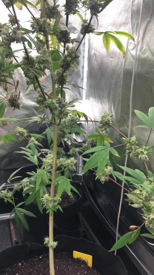 Two pheno White Rhino Clone’s